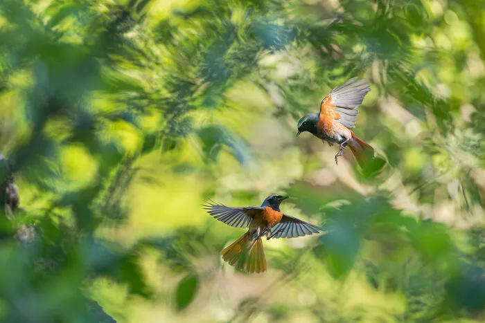 Birds, Runner Up: Common Redstarts In Meadow Orchard By Christian Höfs