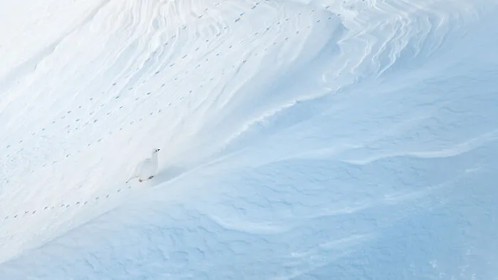 Birds, 3rd Place: Patterns In The Snow By Levi Fitze