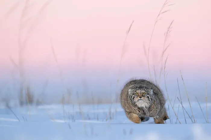 Mammals, 5th Place: Grumpy Cat By Dr. Beate Oswald
