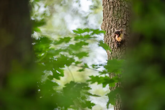 Mammals, 8th Place: Enjoying The View By Sarah Böhm