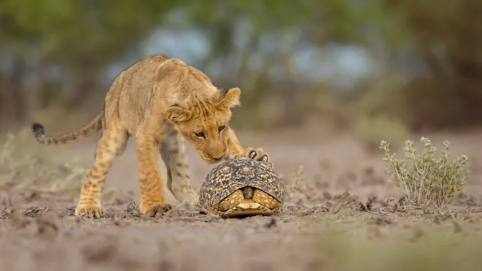 Mammals, 9th Place: Anybody Home? By Jens Cullmann