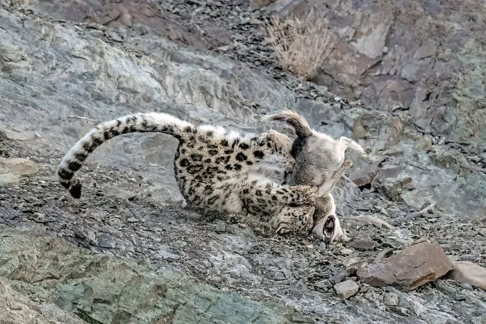 Mammals, 10th Place: Life And Death By Ulrich Heermann