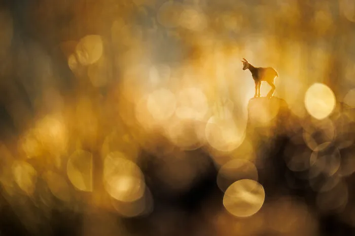 Mammals, Category Winner: Chamois By Radomir Jakubowski