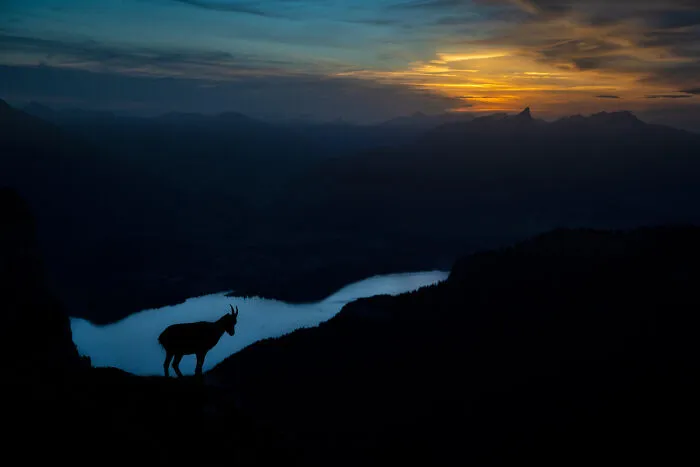 Mammals, Runner Up: King Of The Alps By Karsten Mosebach