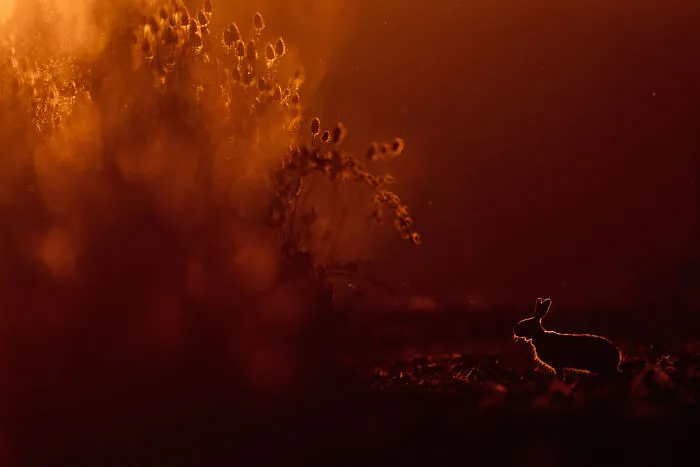 Mammals, 3rd Place: At Sunrise By Christoph Kaula
