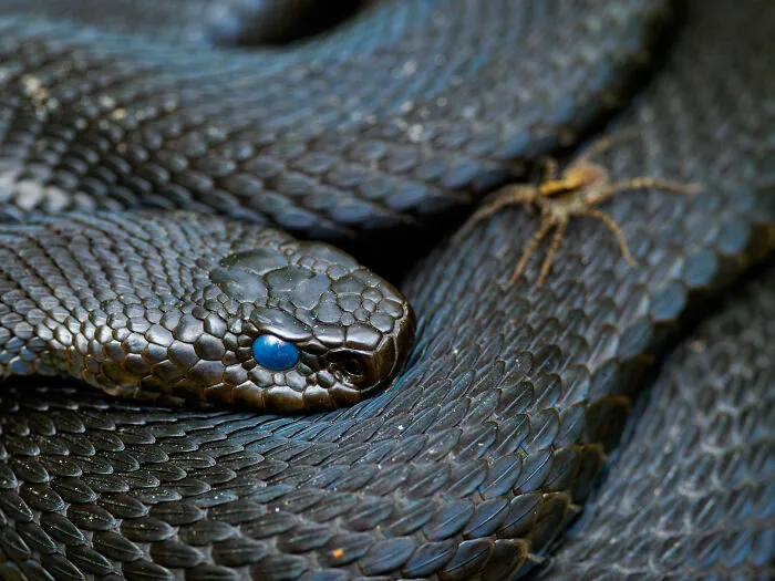 Special Category, 6th Place: Not For The Faint Of Heart By Ulrich Hopp