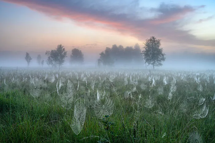 Special Category, Category Winner: Misty Morning By Andreas Volz