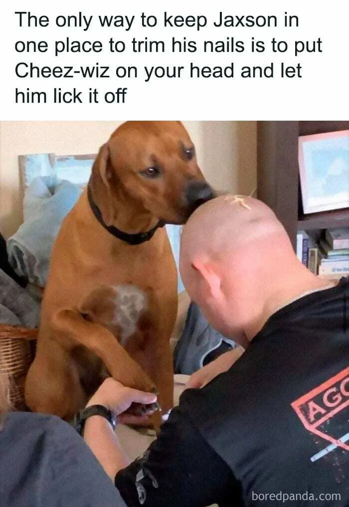 50 Times Dogs Were So Funny And Cute Owners Just Couldn’t Help But Share (New Pics)