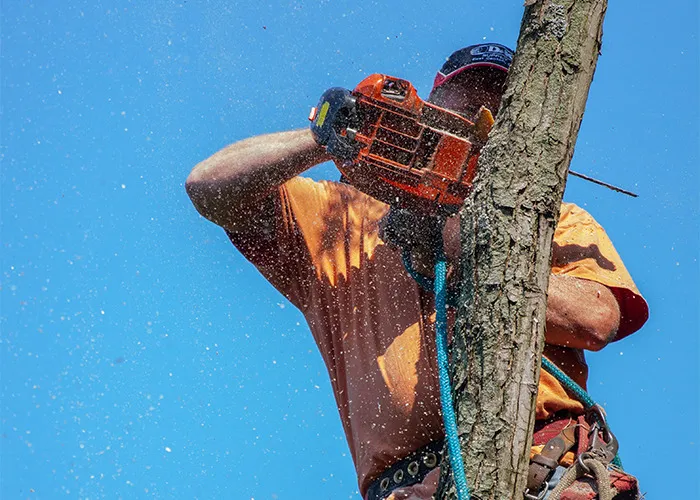 Persona usando motosierra para cortar árbol, ilustrando consejo vital del personal sanitario y de emergencias en seguridad.