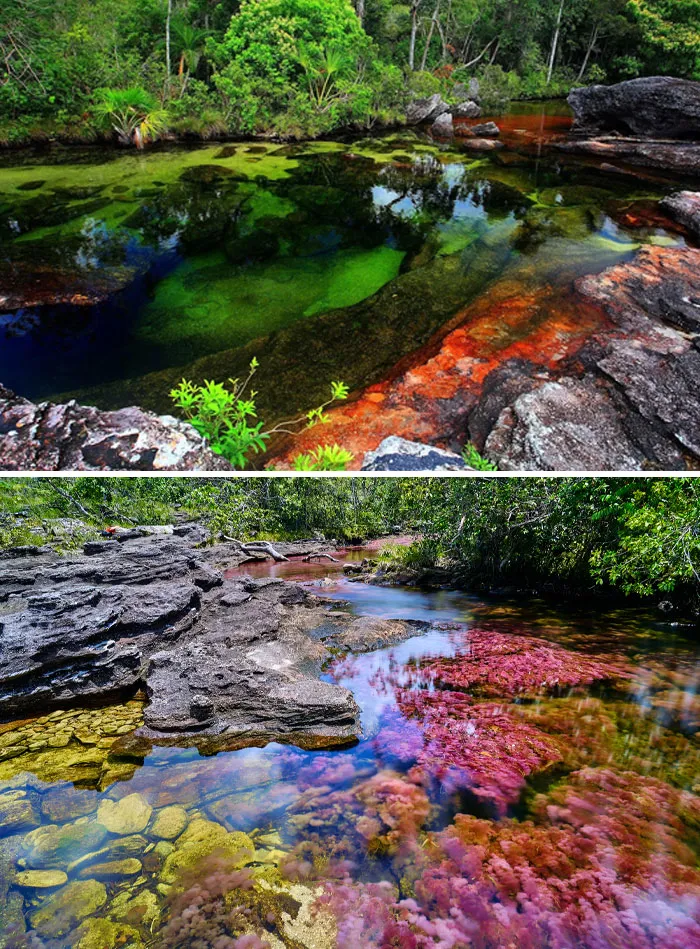 Caño Cristales, Colombia. It's A 5-Color River
