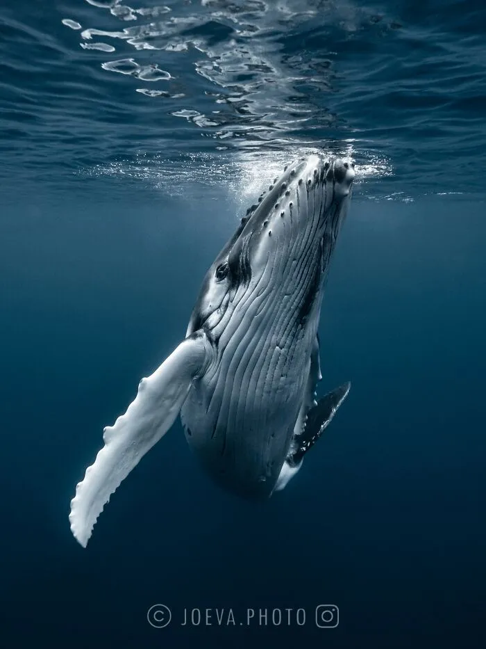 If You Love The Ocean, You Might Want To See These 35 Underwater Photos By Joeva Dachelet