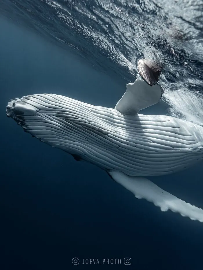 If You Love The Ocean, You Might Want To See These 35 Underwater Photos By Joeva Dachelet