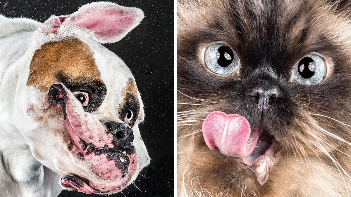 Carli Davidson’s Pet Photos Show 25 Hilarious Moments Only A Camera Could Freeze