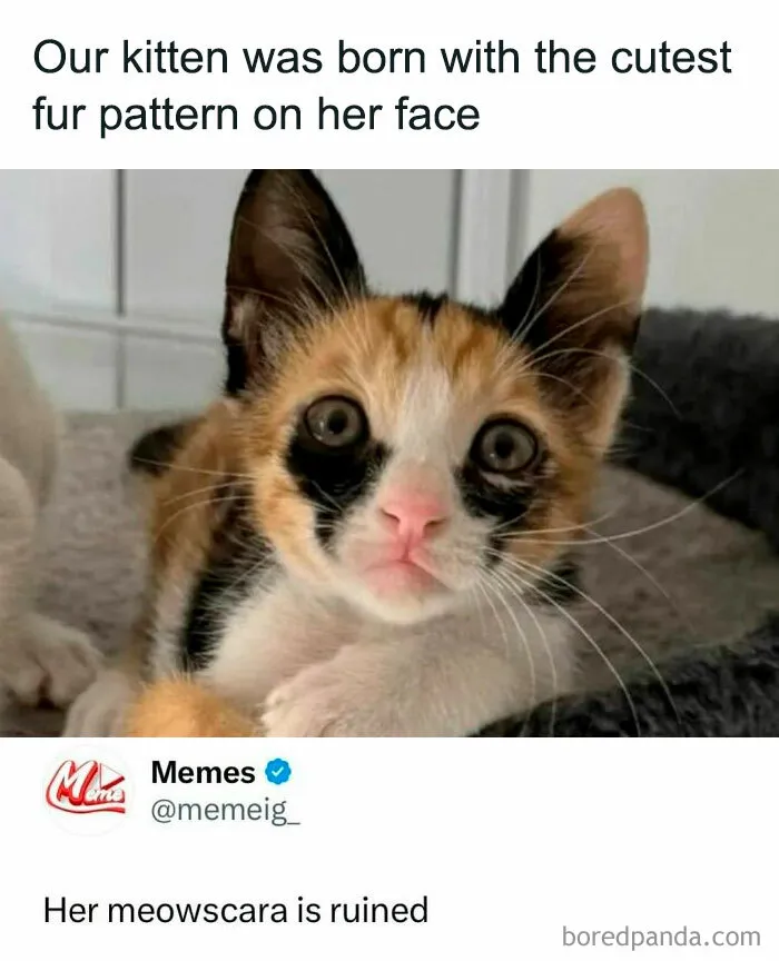 50 Memes That Hit Too Close To Home In The Funniest Way (New Pics)