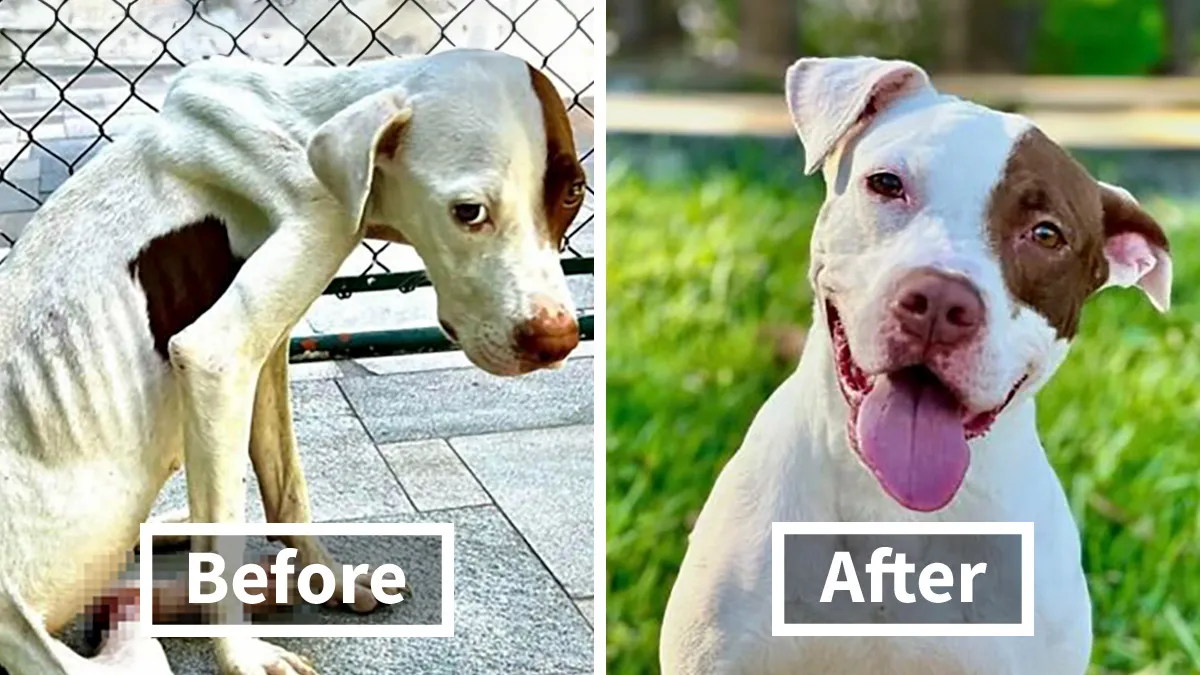 35 Unforgettable Dog Before-And-After Transformations That Show The Power Of Compassion