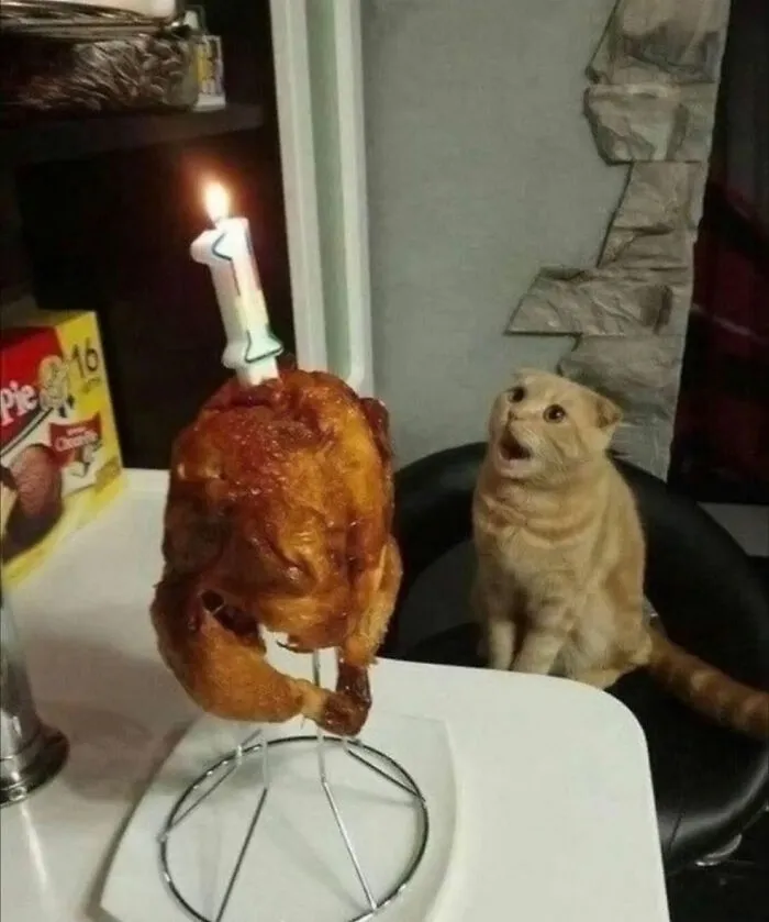 50 Hilarious Moments Of Pets Being All Drama, No Solutions (New Pics)