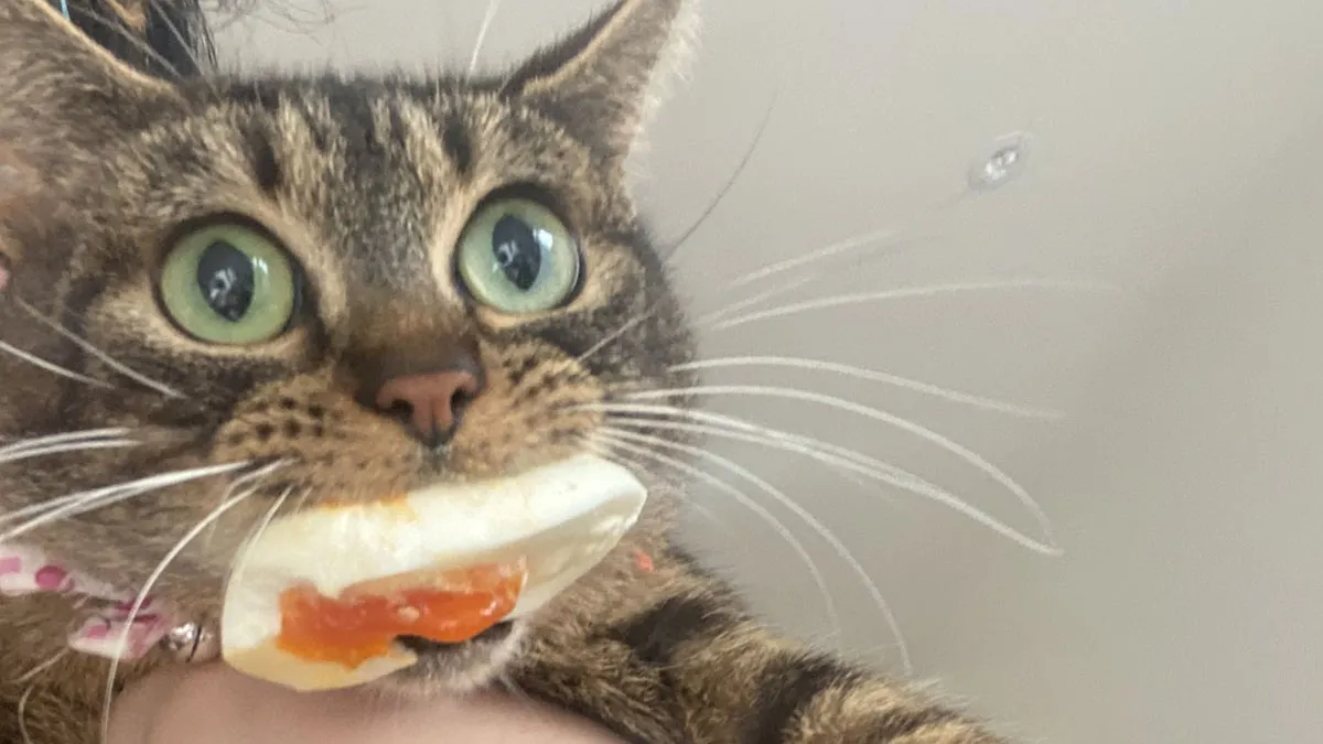 50 Animals Who Woke Up And Chose Nonsense