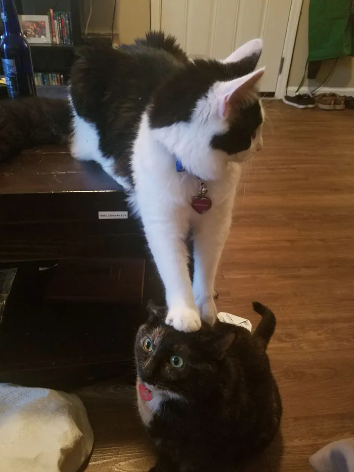 What's On My Head?