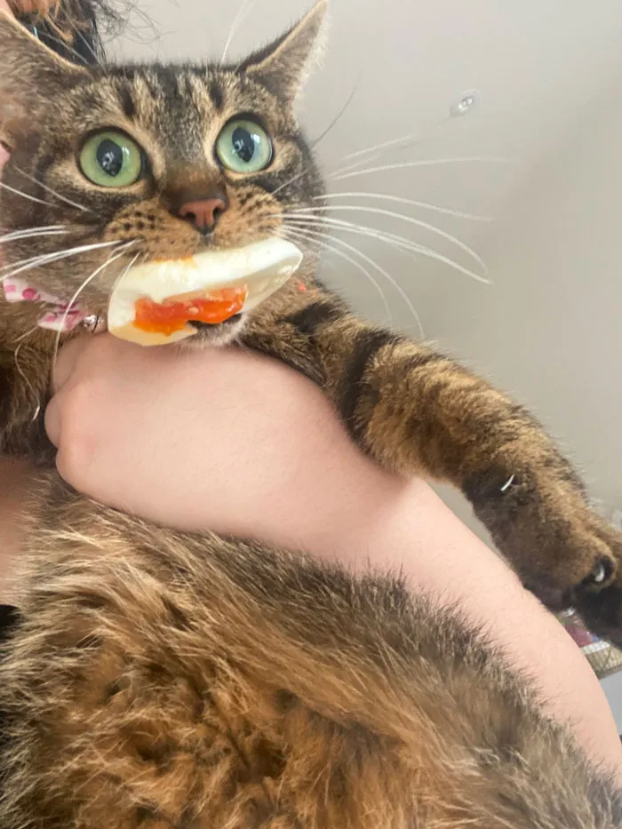 Egg Thief