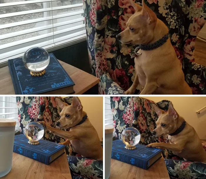 My Dog Can See Up To The Sidewalk In The Reflection Of My Crystal Ball So He Watches For People And Cars But He Looks Like He's Seeing The Future