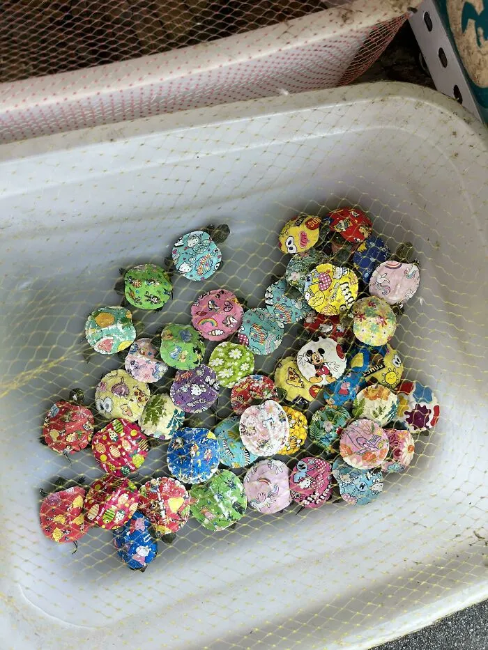 Spotted These Baby Turtles With Painted Shells Being Sold On A Street In China