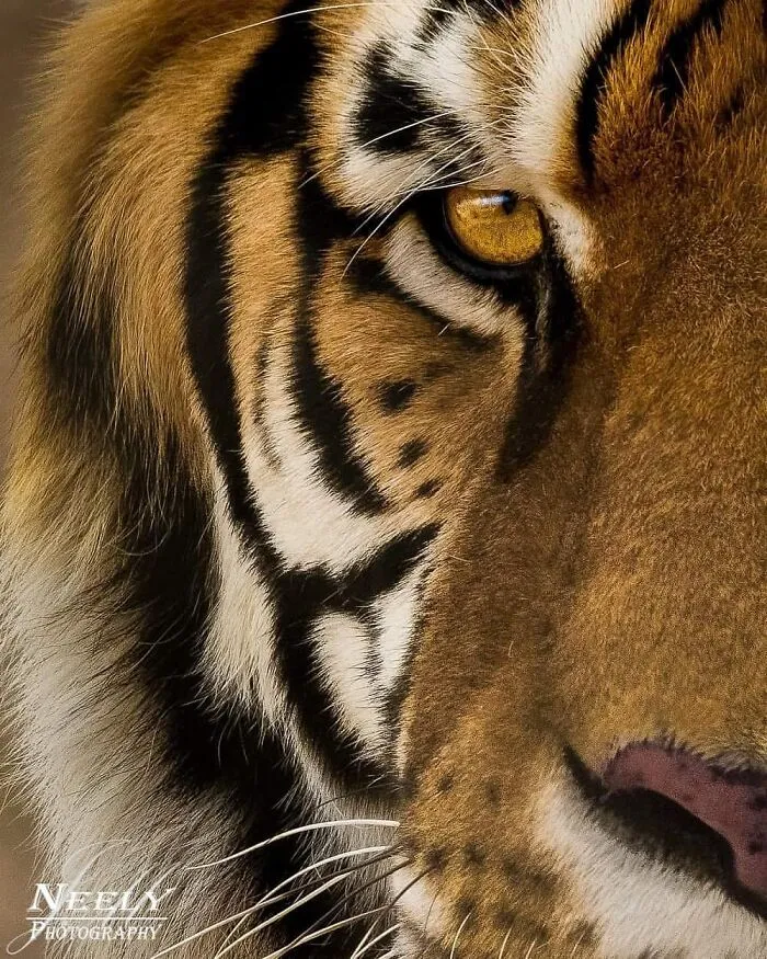 Joe Neely’s 26 Latest Wildlife Photos Prove The Best Moments Are Never Planned