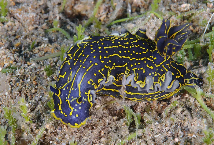 Nudibranch