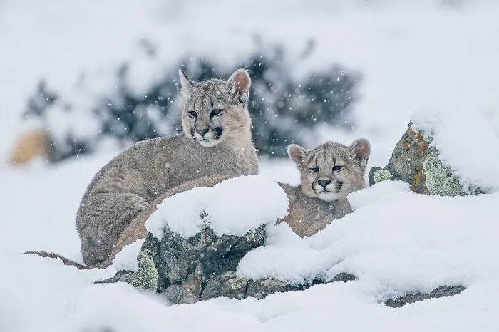 Pumas