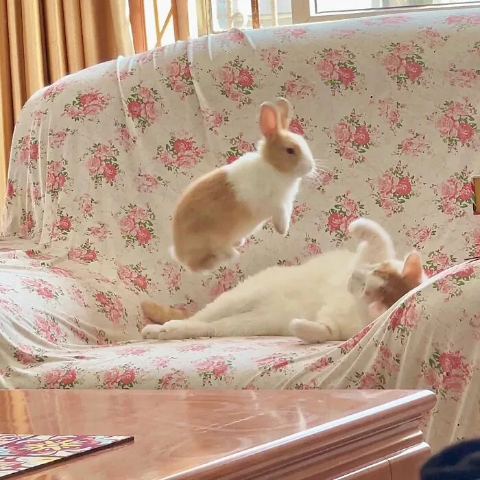 Beware, For These 44 Adorable Pet Pics Are Here To Melt Your Heart Right Away