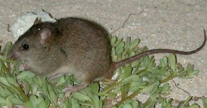 Brown rodent sitting on green desert plants, representing one of the animals that sadly went extinct.