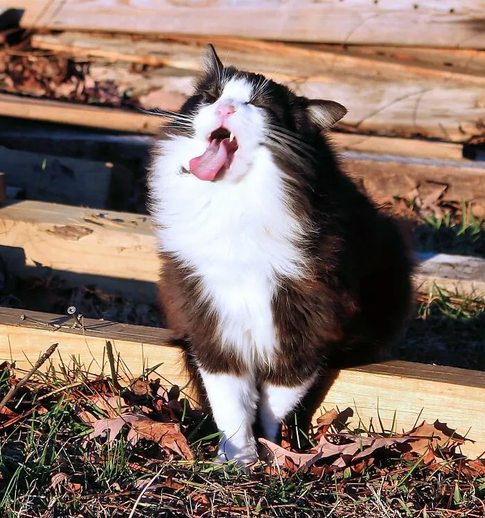 Our Cat Morpheus Was Sitting Looking All Regal Until He Decided To Try And Get A Clump Of Fur Off His Tongue