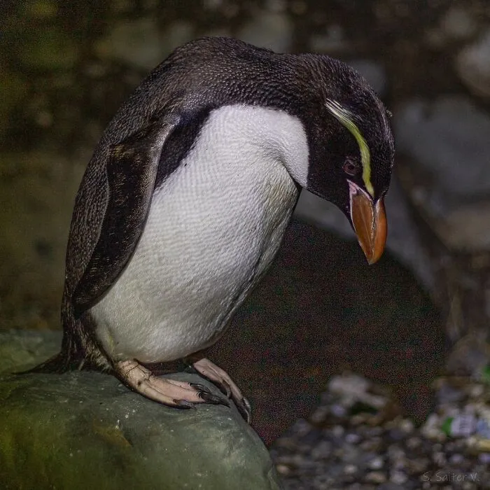 Snares Penguin