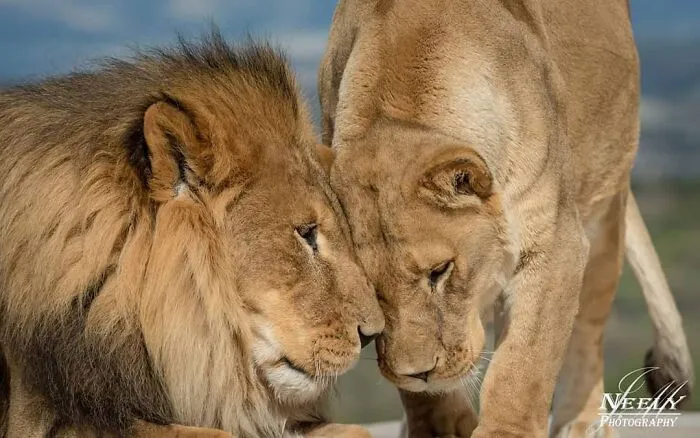 Joe Neely’s 26 Latest Wildlife Photos Prove The Best Moments Are Never Planned