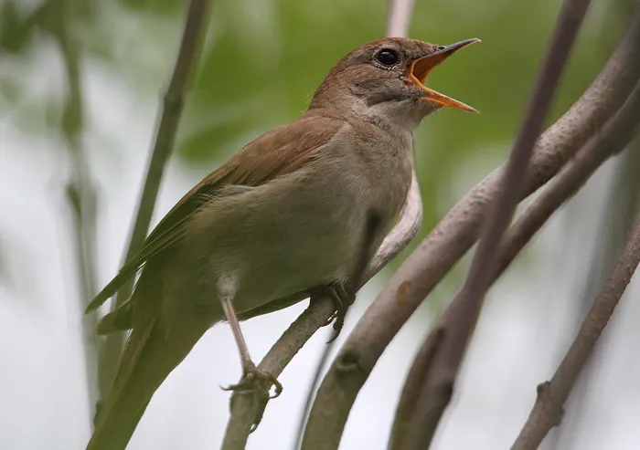 Nightingale
