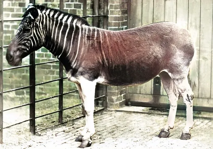 Quagga - Extinct 1883