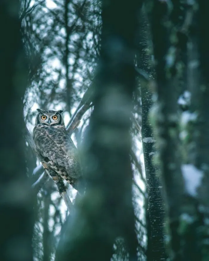 Magellanic Horned Owl