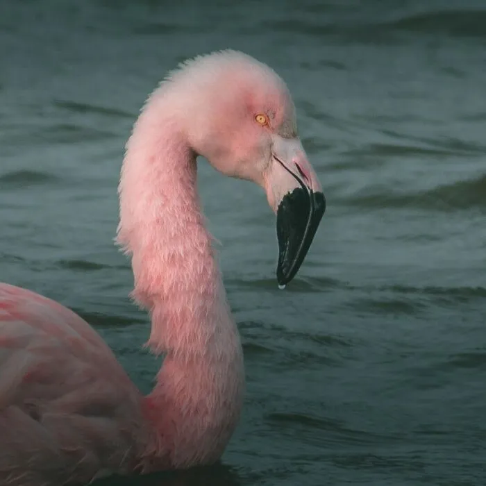 Chilean Flamingo