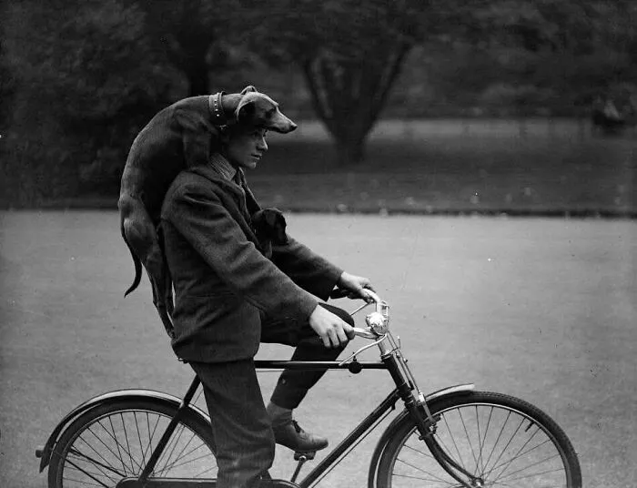 Man riding a bicycle with a dog perched on his shoulders in a fascinating historical photo from the past.