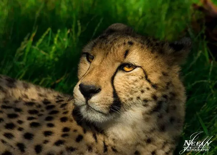 Joe Neely’s 26 Latest Wildlife Photos Prove The Best Moments Are Never Planned