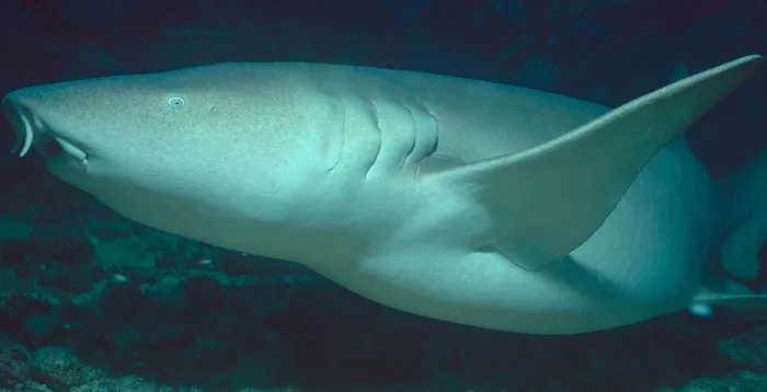 Nurse Shark