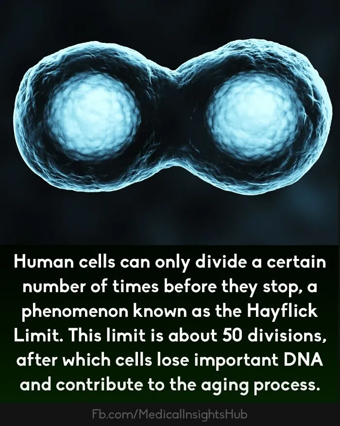 Human cell division shown with Hayflick Limit concept, explaining aging and DNA loss in this medical facts graphic.