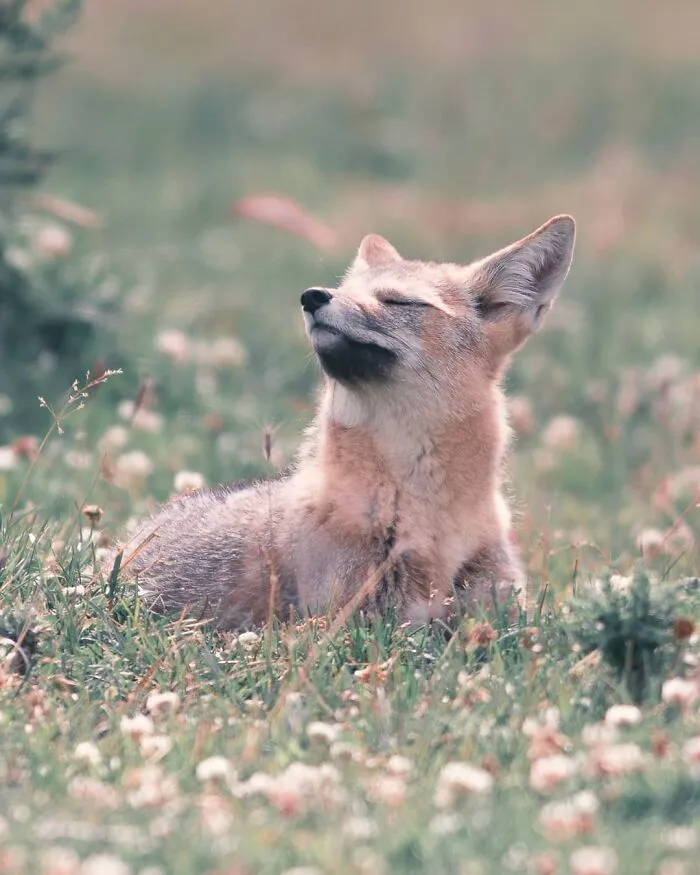 Grey Fox