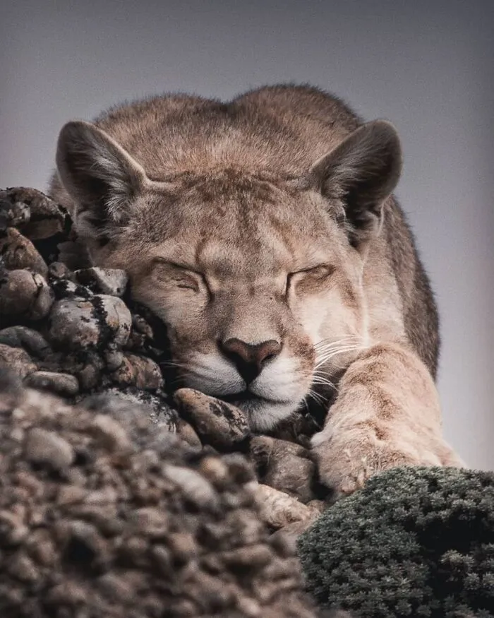Cougar