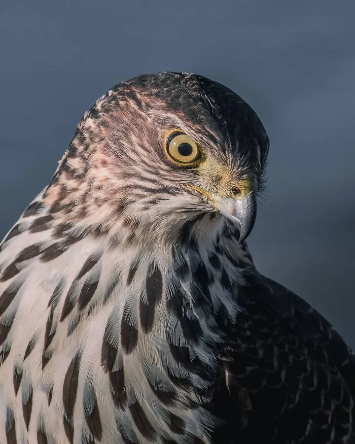 Chilean Hawk