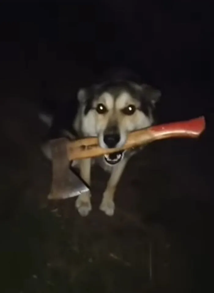 Blursed Dog