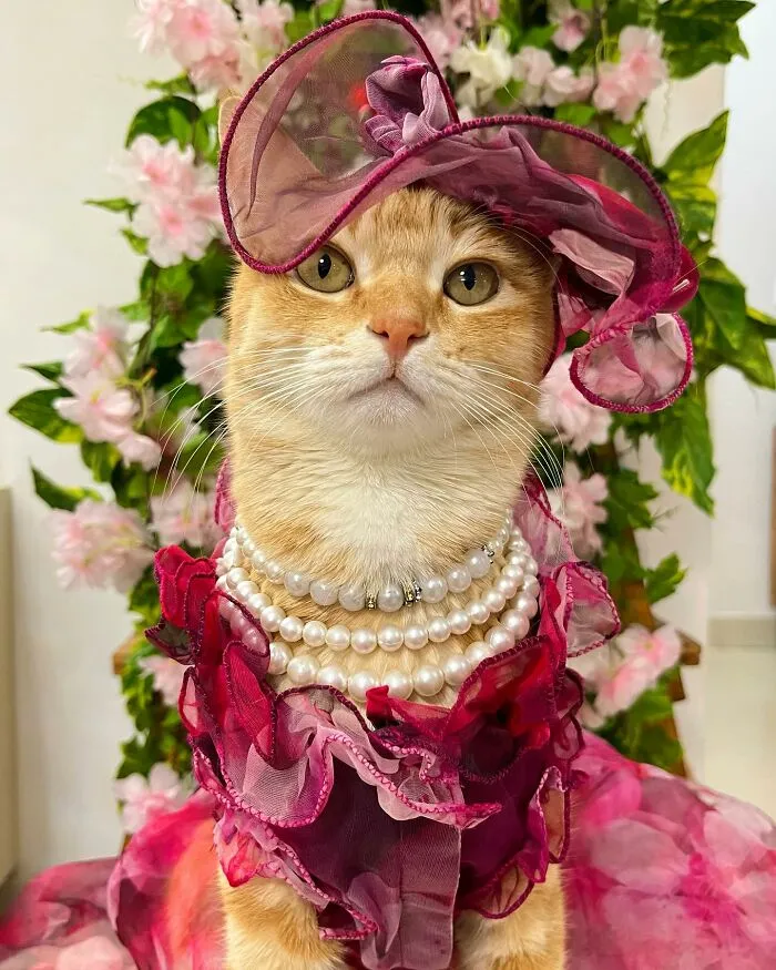 Meet August, The Fashion-Forward Cat Taking The Internet By Storm (40 Pics)