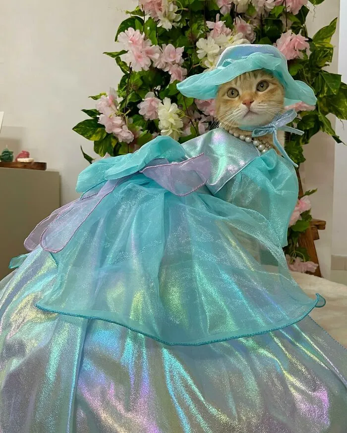Meet August, The Fashion-Forward Cat Taking The Internet By Storm (40 Pics)