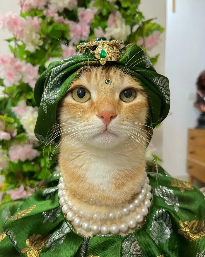 Meet August, The Fashion-Forward Cat Taking The Internet By Storm (40 Pics)