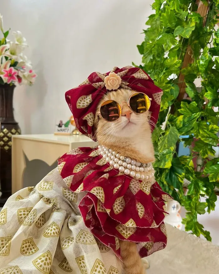 Meet August, The Fashion-Forward Cat Taking The Internet By Storm (40 Pics)
