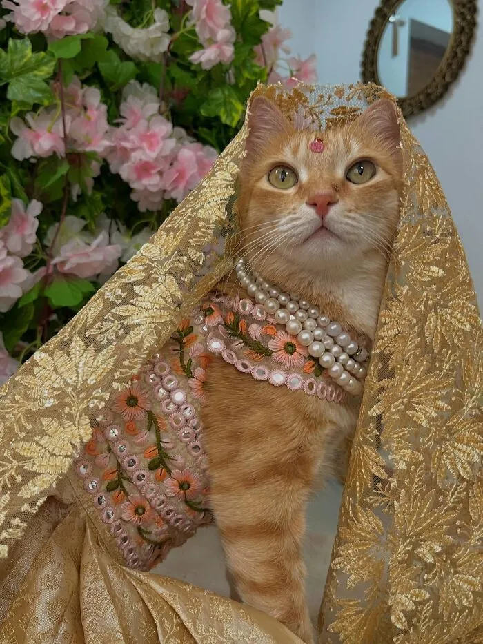 Meet August, The Fashion-Forward Cat Taking The Internet By Storm (40 Pics)